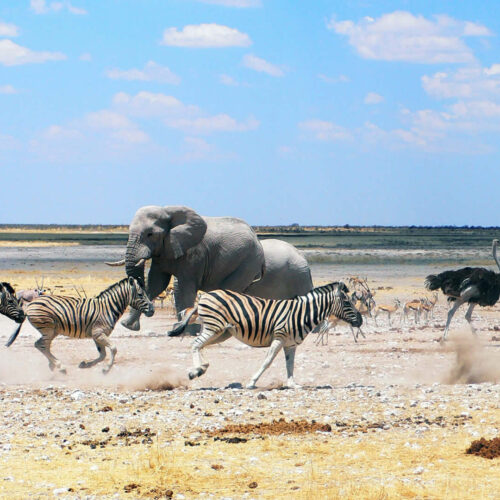 Pandemonium, Southern Etosha - Namibia